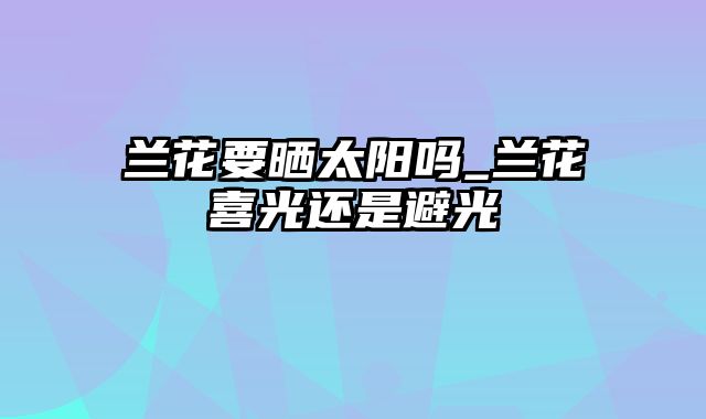 兰花要晒太阳吗_兰花喜光还是避光