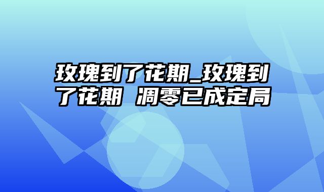 玫瑰到了花期_玫瑰到了花期 凋零已成定局