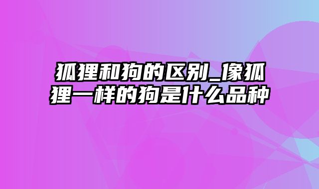 狐狸和狗的区别_像狐狸一样的狗是什么品种